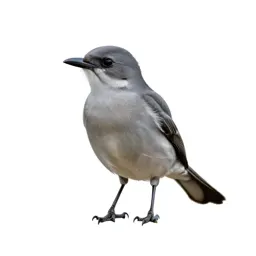 Grey kingbird