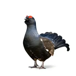 Greyhen