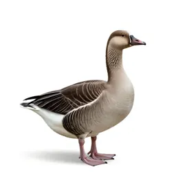 Greylag