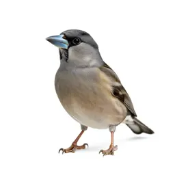 Grosbeak
