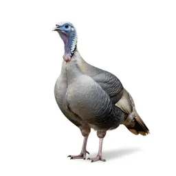 Guan