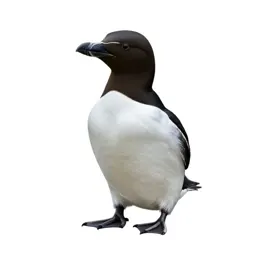 Guillemot