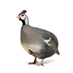 Guinea hen