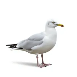 Gull