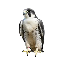 Gyrfalcon