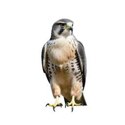 Harrier eagle