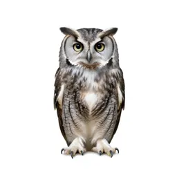Hawk owl