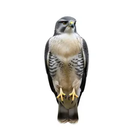 Hawk