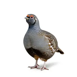 Heath hen