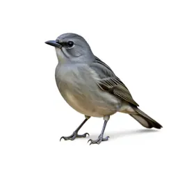 Hepatic tanager