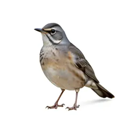 Hermit thrush