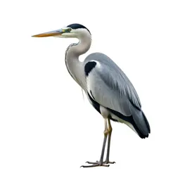 Heron