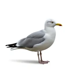 Herring gull