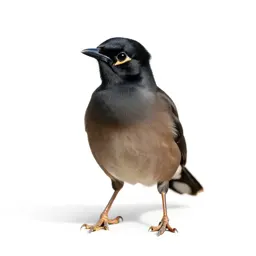 Hill myna