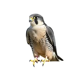 Hobby