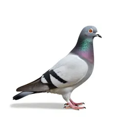 Homing pigeon