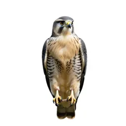 Honey buzzard