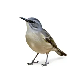 Honeycreeper