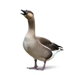 Honker