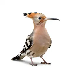 Hoopoe