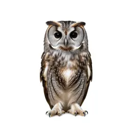 Hoot owl