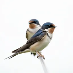 House martin