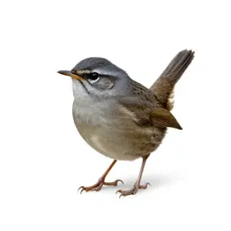 House wren