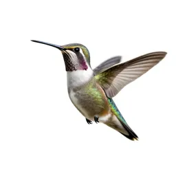 Hummingbird