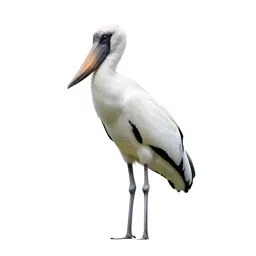 Jabiru