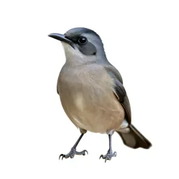 Jacamar