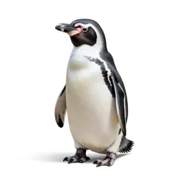 Jackass penguin