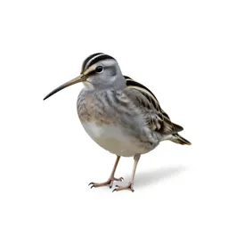 Jacksnipe