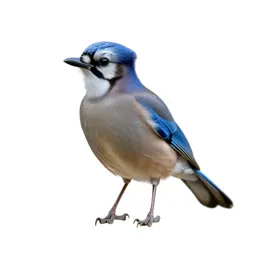 Jay