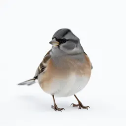 Junco