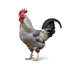 Jungle cock