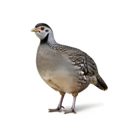 Jungle fowl