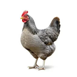 Jungle hen