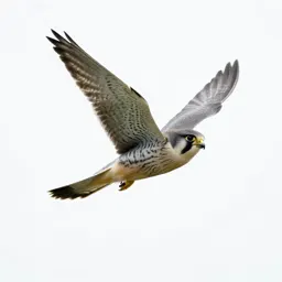 Kestrel