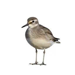 Killdeer