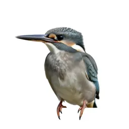 Kingfisher