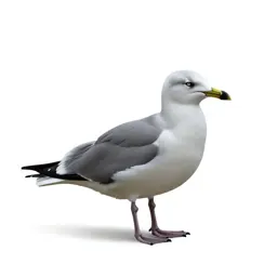 Kittiwake