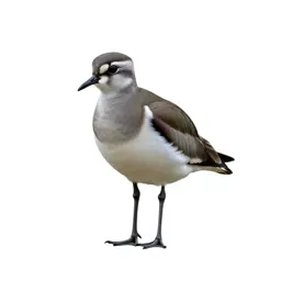 Lapwing