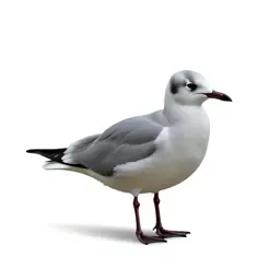 Larid