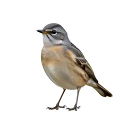 Lark