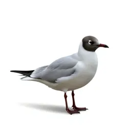 Laughing gull
