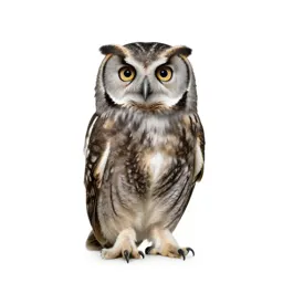 Laughing owl
