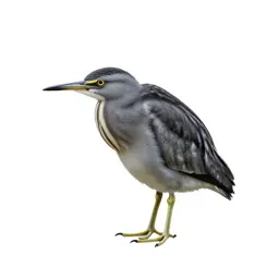 Least bittern