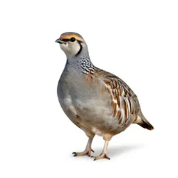 Lesser prairie chicken