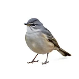 Lesser whitethroat