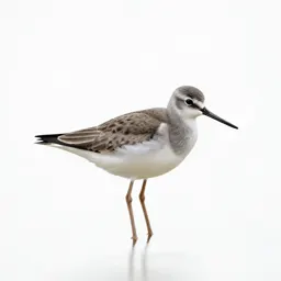 Lesser yellowlegs